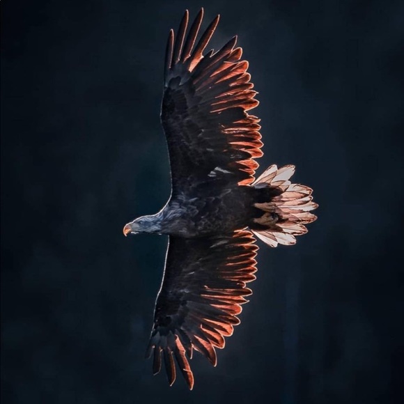 Meet your Posher, Brad - Picture 1 of 1